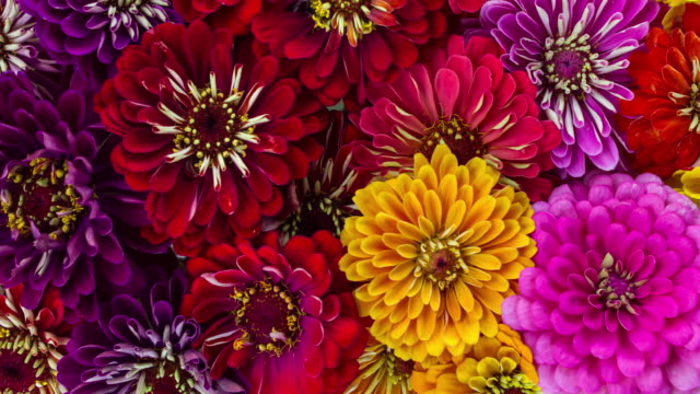 Time Lapse of a Large Group of Vibrant Colorful Zinnia Flowers Blooming.