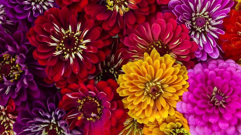 Time Lapse of a Large Group of Vibrant Colorful Zinnia Flowers Blooming.