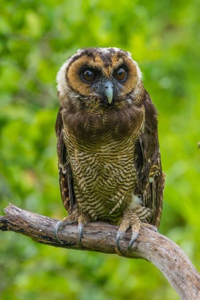 istock Asian Brown Wood Owl 820250232