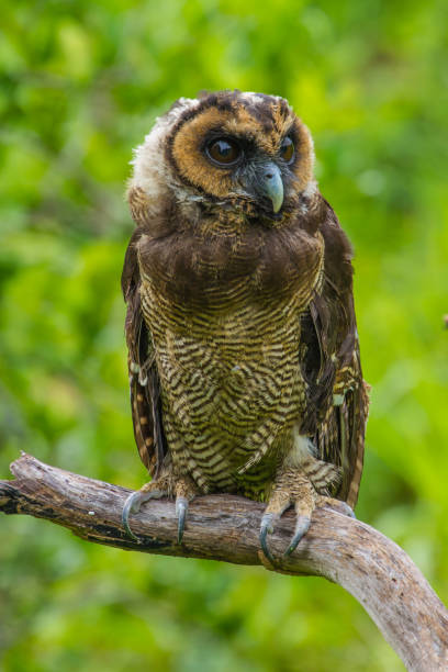 istock Asian Brown Wood Owl 820250286