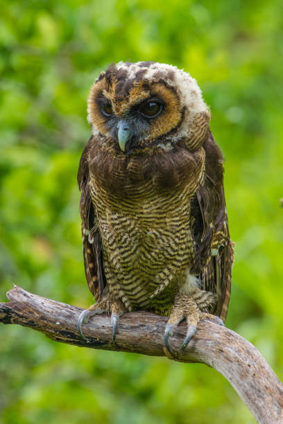 istock Asian Brown Wood Owl 820250334