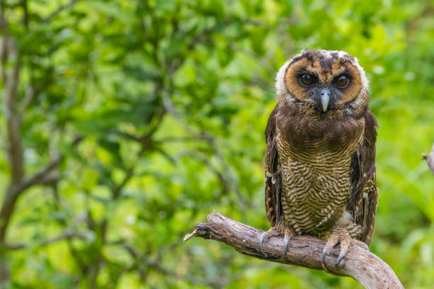istock Asian Brown Wood Owl 820250950