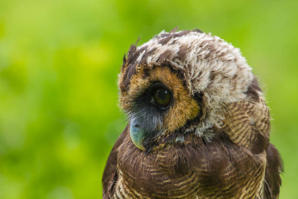 istock Asian Brown Wood Owl 820250998
