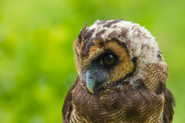 istock Asian Brown Wood Owl 820253150