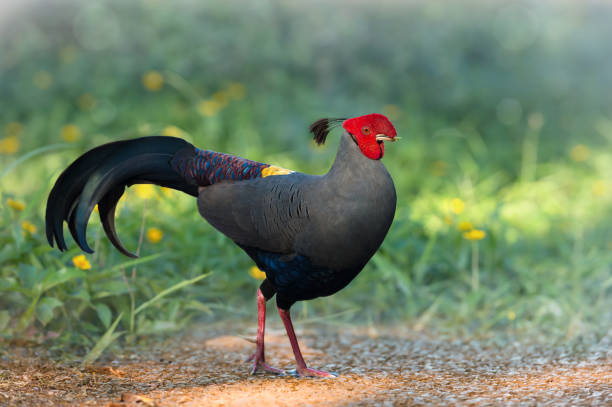 Siamese fireback (Male) with green shoot in the mouth Male Siamese fireback is walking in the forest, with green shoots in the mouth, morning light.  National beautiful  bird of Thailand male red junglefowl gallus gallus stock pictures, royalty-free photos & images
