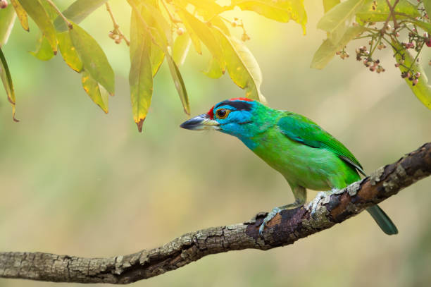 barbet dalla gola blu sullo sfondo dell'albero di banyan - branch dry defocused close up foto e immagini stock