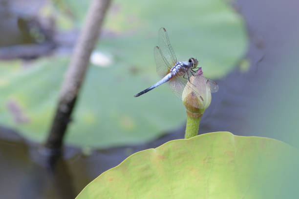 istock Dragonfly on lotus flower 820258490