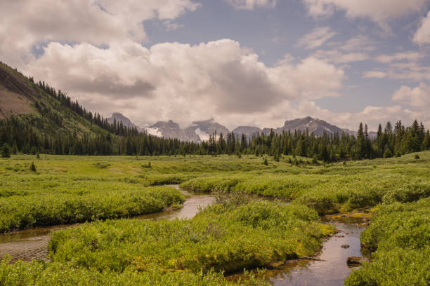 istock Creek in a Mountain Meadow 820258508