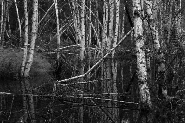 Birch Trees in a bog