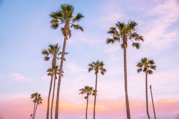 istock Beautiful Newport Beach Sunset under the Palm Trees 820269454