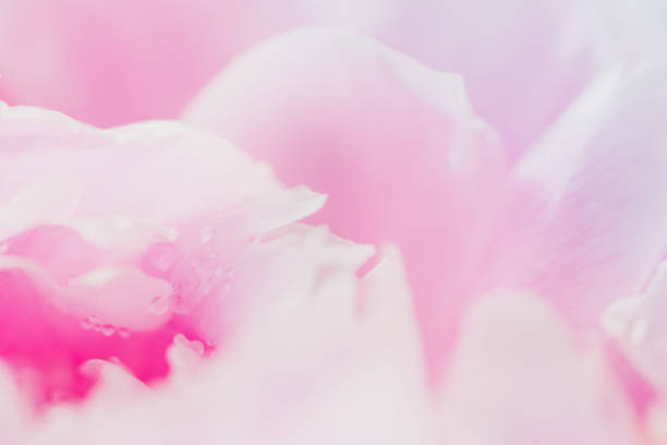 istock Peony flowers and petals with dew drops in macro 820271616