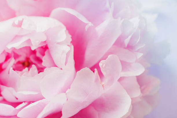 istock Peony flowers and petals with dew drops in macro 820271676