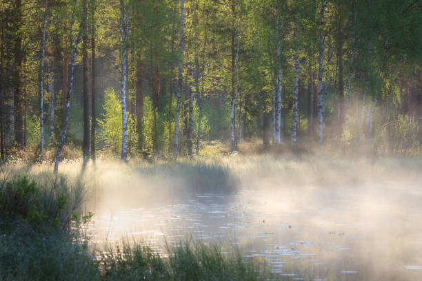 istock Small forest pond at sunrise 820282360