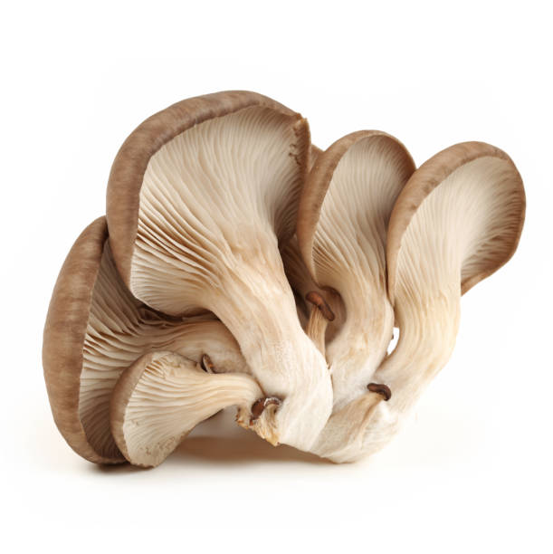 istock Oyster mushroom  isolated  on white background 820282554
