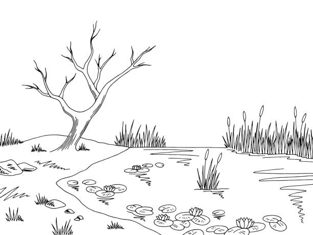 болото болото графический черный белый пейзаж эскиз иллюстрации вектор - riverbank marsh water pond stock illustrations