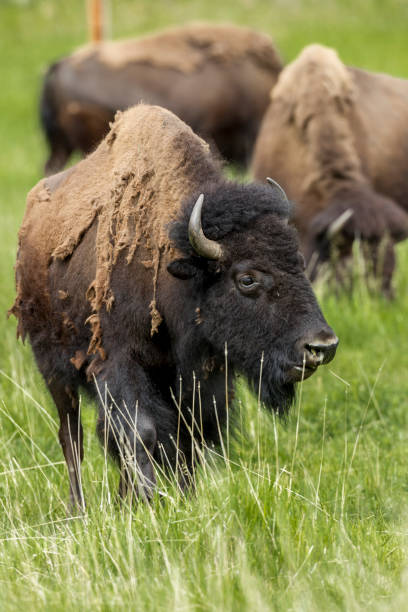 istock Close up of large bison. 820292984
