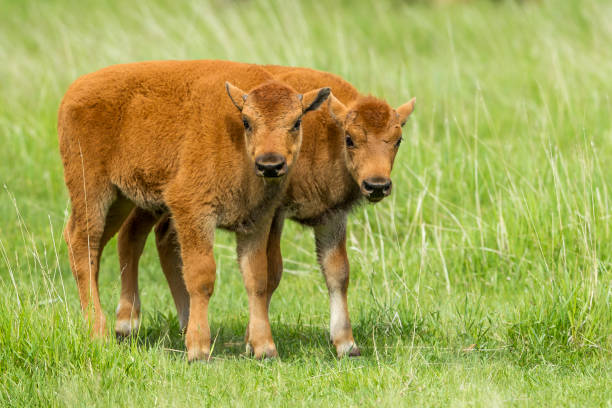 istock Two bison calves in a field. 820293154