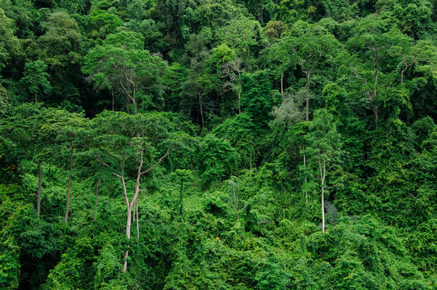 istock Thai beautiful green forest grow on a mountain 820295408