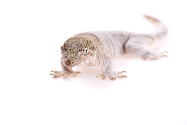 istock Gehyra Vorax Banana Gecko on isolated white background 820301490