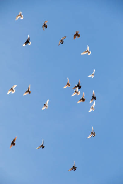 istock Flock of birds fly in  blue sky 820305258