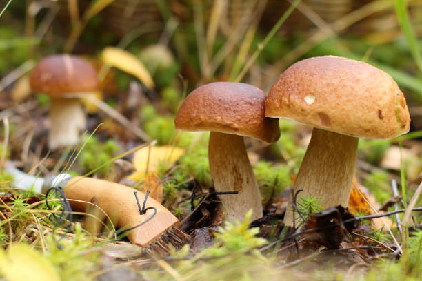 istock White mushrooms in the forest. 820305590