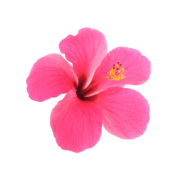 istock Pink hibiscus isolated on white background 820308778