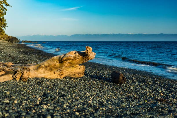 istock Driftwood in the Sandcut Beach at Late afternoon 2. 820320198