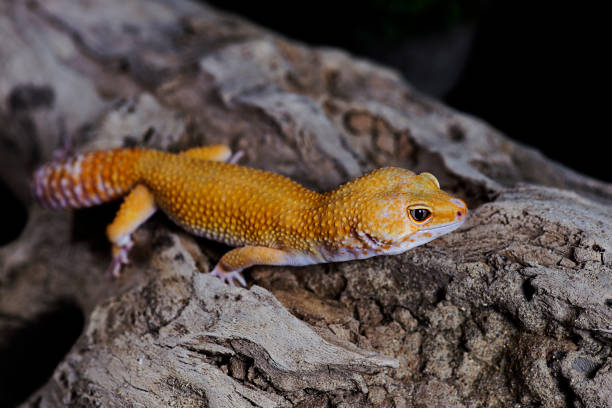 istock Orange Leopard Gecko on natural wood black background 820324336