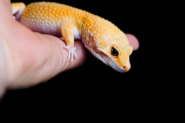 istock Orange Leopard Gecko on hand black background 820324346