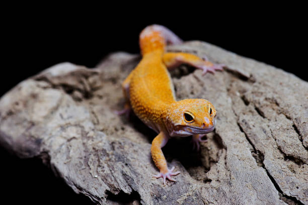 istock Orange Leopard Gecko on natural wood black background 820324348