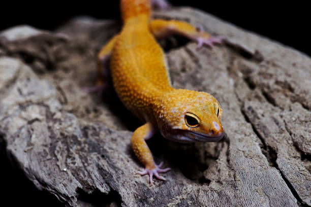 istock Orange Leopard Gecko on natural wood black background 820324442