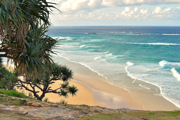 norden stradbroke island - screwpine stock-fotos und bilder