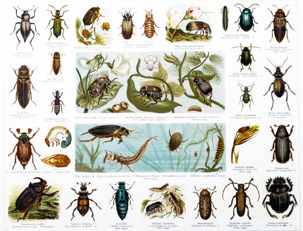 甲蟲 - 班蝥 幅插畫檔、美工圖案、卡通及圖標