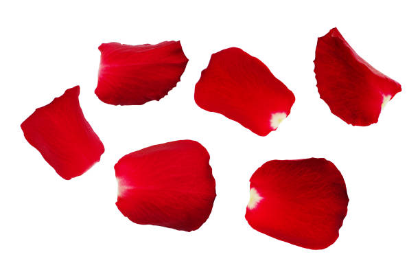 istock Set of red rose petals 820334960