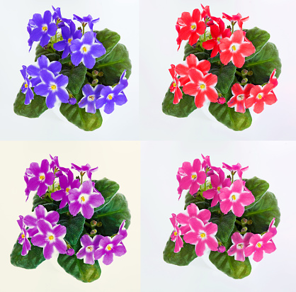 violets in a pot, insulated violets on a white background. beautiful flowers in pots