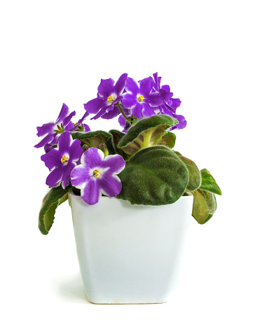 violets in a pot, insulated violets on a white background. beautiful flowers in pots