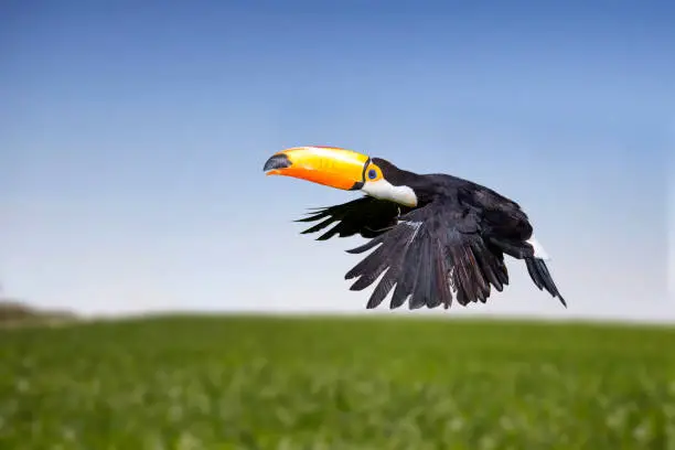 Beautiful toucan flying with the sky in background