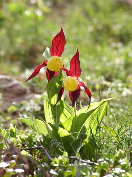 istock Laddy's slipper orchid 820341896