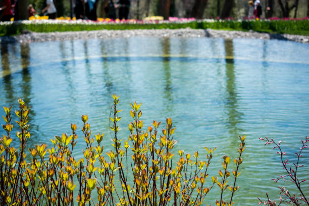 Colorful flowers bloom in the spring in trees
