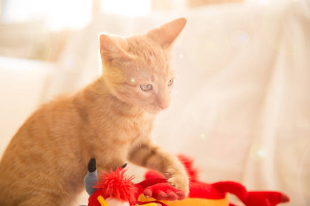 istock Ginger little cat playing with a toy 820342832