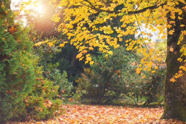 istock Beautiful Autumn Leaves 820346596
