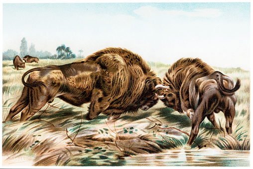 Illustration of a Buffalo fighting