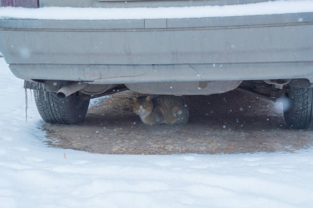 in winter, the cat basks in the machine - domestic car color image horizontal car imagens e fotografias de stock
