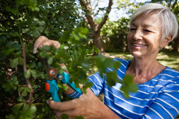 istock Smiling senior woman trimming plants with pruning shears 820357368