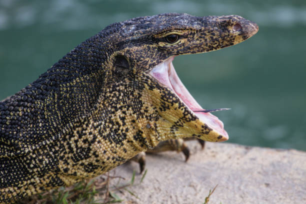 Close Up Water Monitor Lizard Stock Photo - Download Image Now - Animal,  Animal Body Part, Animal Head - iStock