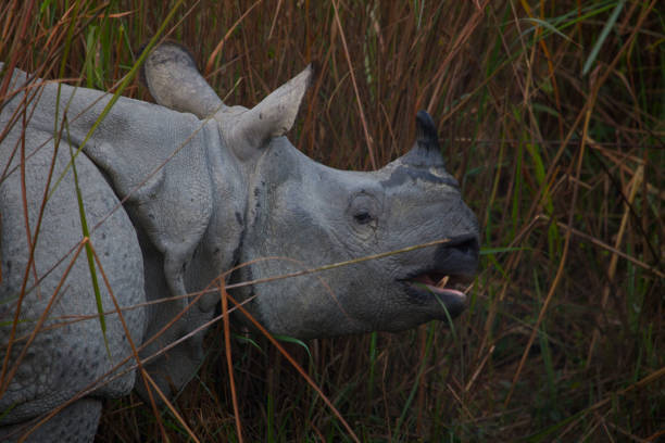 A greater one-horned rhinoceros (Rhinoceros unicornis) in Kaziranga National Park in Assam