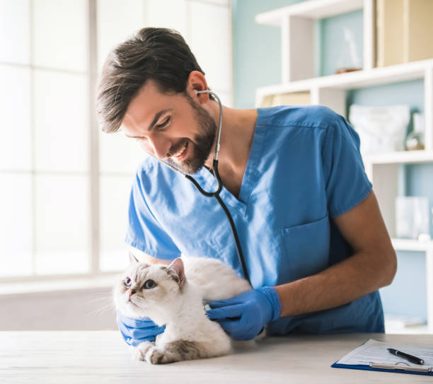 istock At the veterinarian 820362240