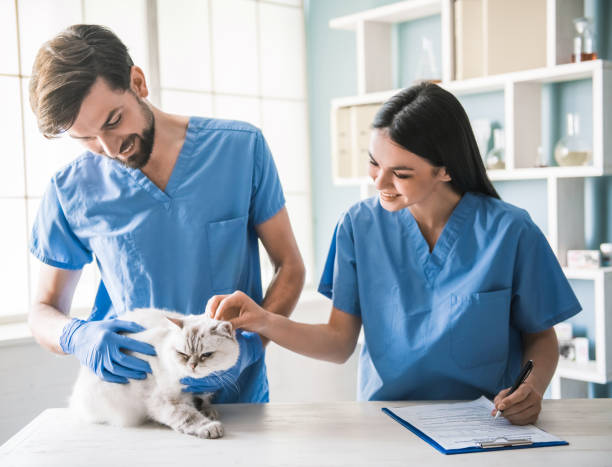 istock At the veterinarian 820364850