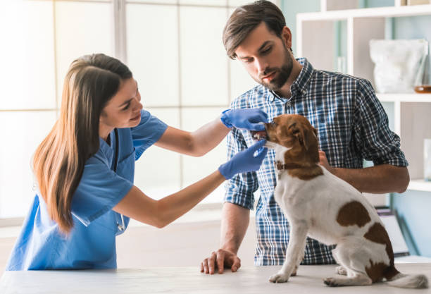 istock At the veterinarian 820364960