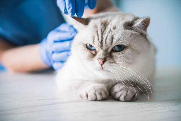 at the veterinarian - vet domestic cat veterinary medicine stethoscope imagens e fotografias de stock